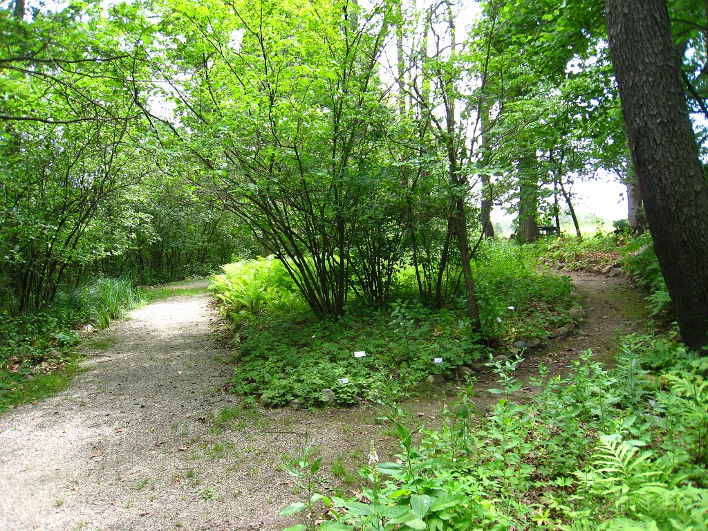 Matthaei Botanical Gardens 2010 0625.jpg - Matthaei Botanical Gardens in Ann Arbor Michigan has several miles of trails that can be enjoyed year round.